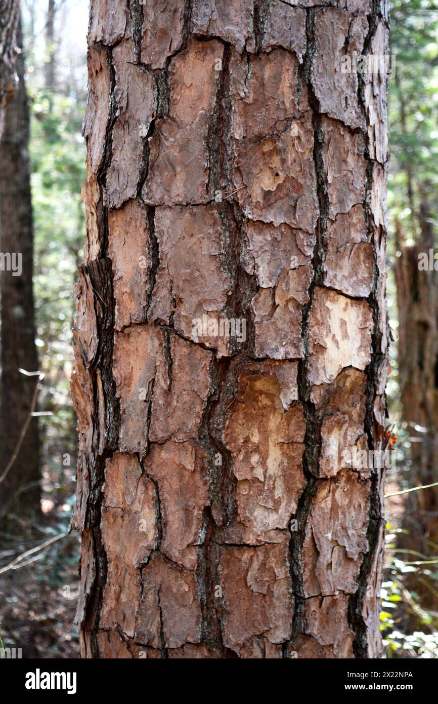 La corteccia di un pino loblolly (Pinus tadea) che cresce nella foresta di Asheville, Carolina del Nord. Foto Stock