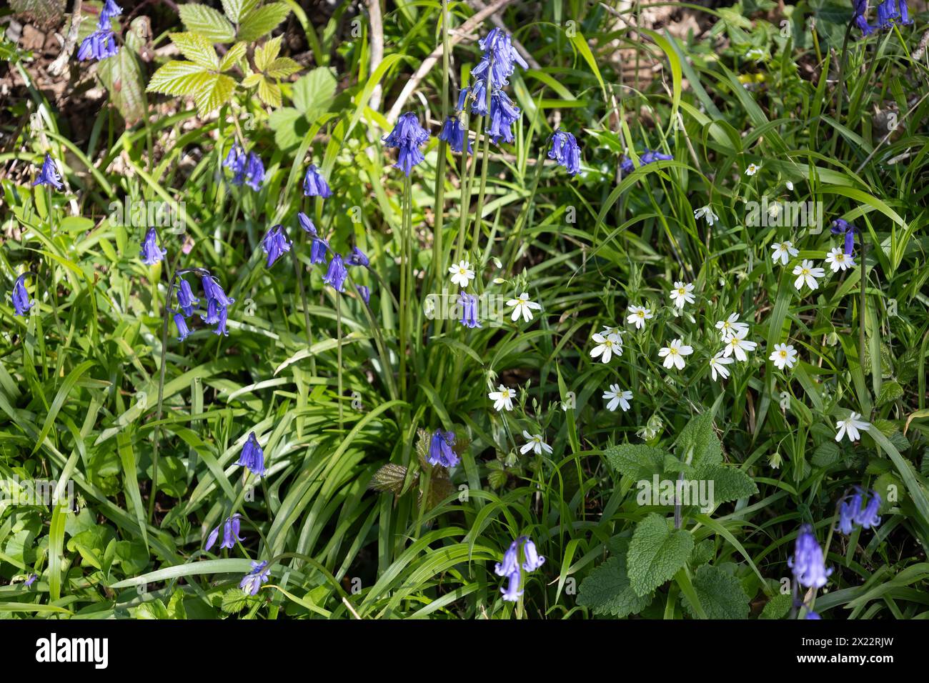 I campanelli fioriscono in primavera in un bosco nell'East Sussex Foto Stock