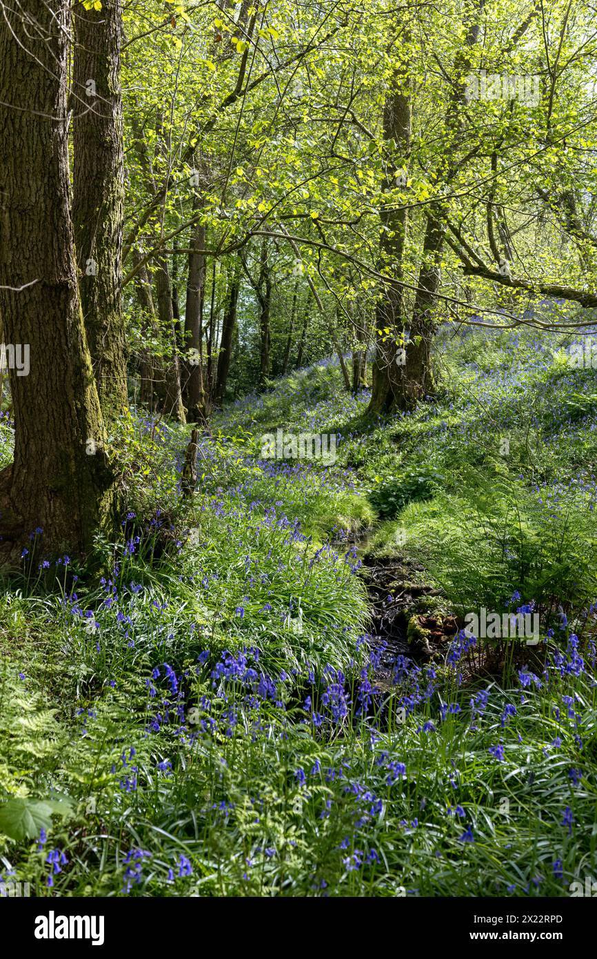 I campanelli fioriscono in primavera in un bosco nell'East Sussex Foto Stock