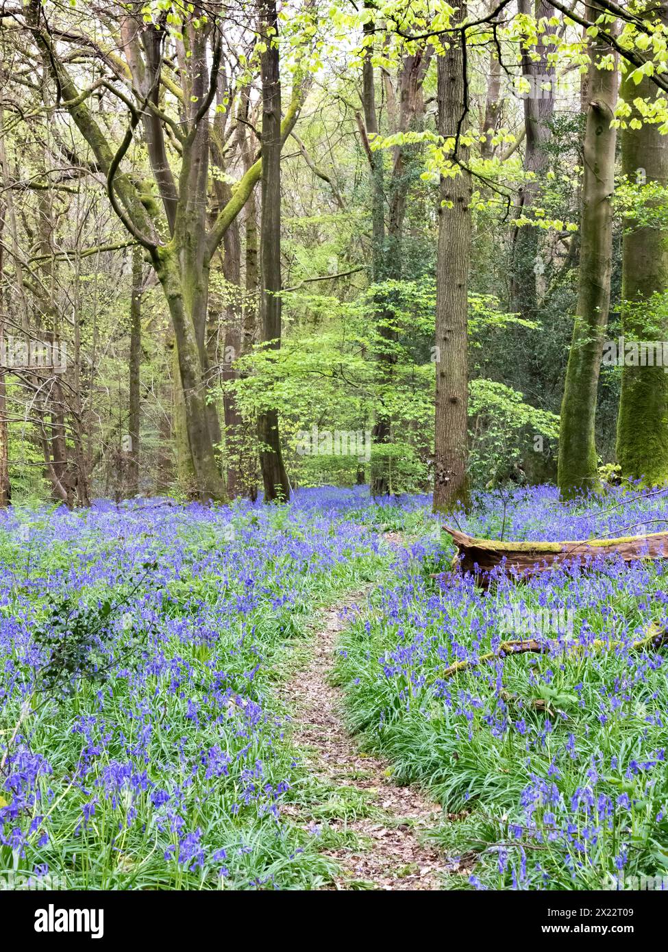 Bluebells Staffhurst nei boschi vicino a Oxted Surrey Foto Stock