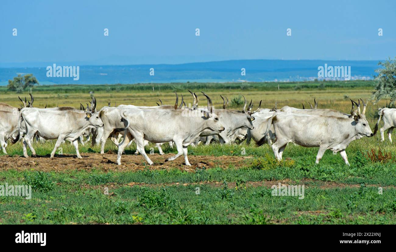 Mandria di bovini grigi ungheresi che si aggirano nel paesaggio steppico del Parco Nazionale Ferto-Hanság, Sarrod, Ungheria Foto Stock