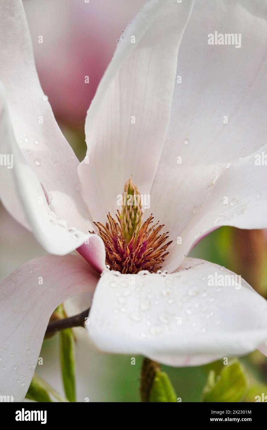 Magnifica fioritura della magnolia, aprile, Germania Foto Stock