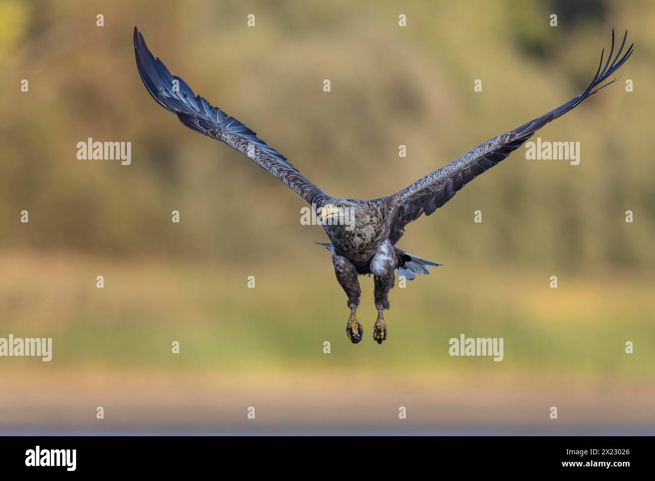 Aquila dalla coda bianca (Haliaeetus albicilla) che decolla dal fondo di uno stagno di pesci drenato, Lusazia, Sassonia, Germania Foto Stock