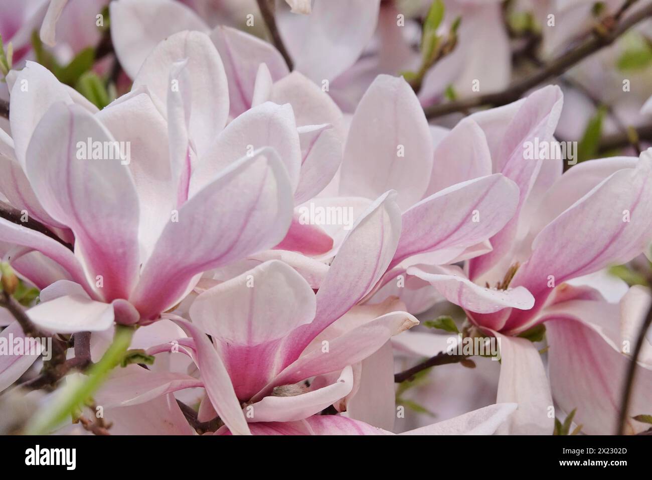 Magnifica fioritura della magnolia, aprile, Germania Foto Stock