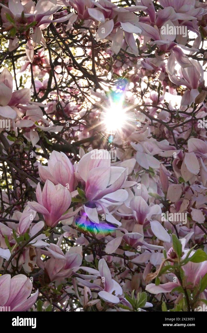 Magnifica fioritura della magnolia, aprile, Germania Foto Stock