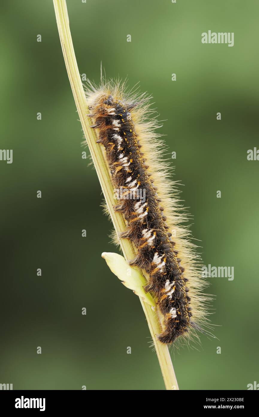 Falena bevitrice (Euthrix potatoria), caterpillar, Renania settentrionale-Vestfalia, Germania Foto Stock