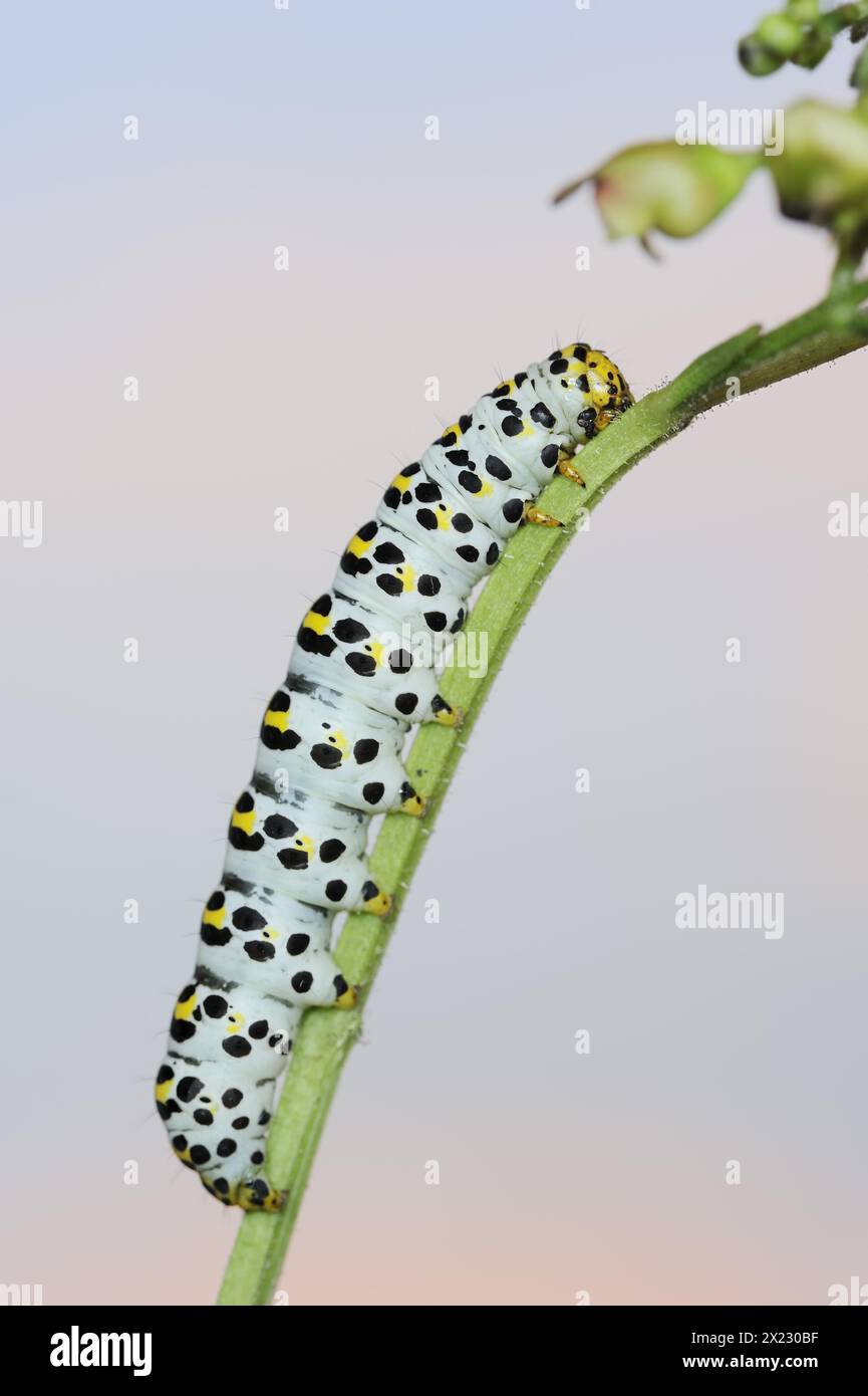 Monaco a radice bruna (Shargacucullia scrophulariae), caterpillar, Renania settentrionale-Vestfalia, Germania Foto Stock