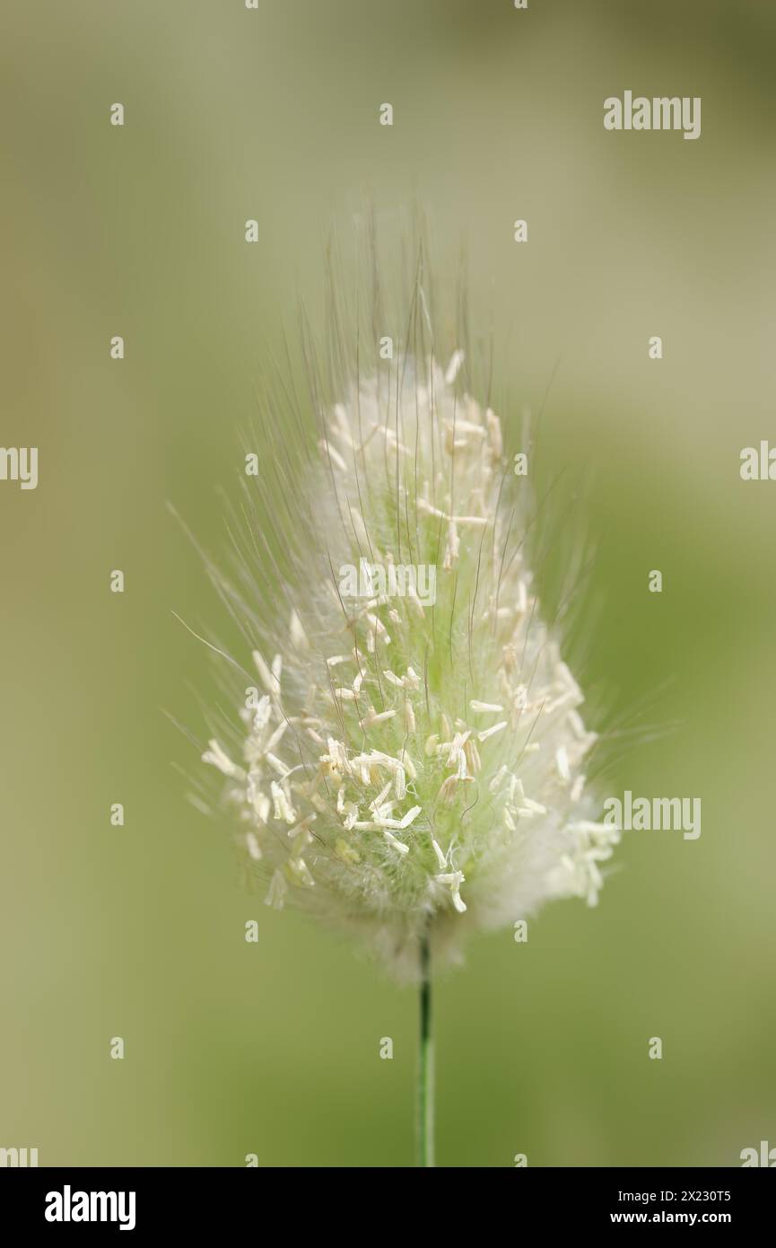 Lepri di coda (Lagurus ovatus), infiorescenza, Provenza, Francia Foto Stock
