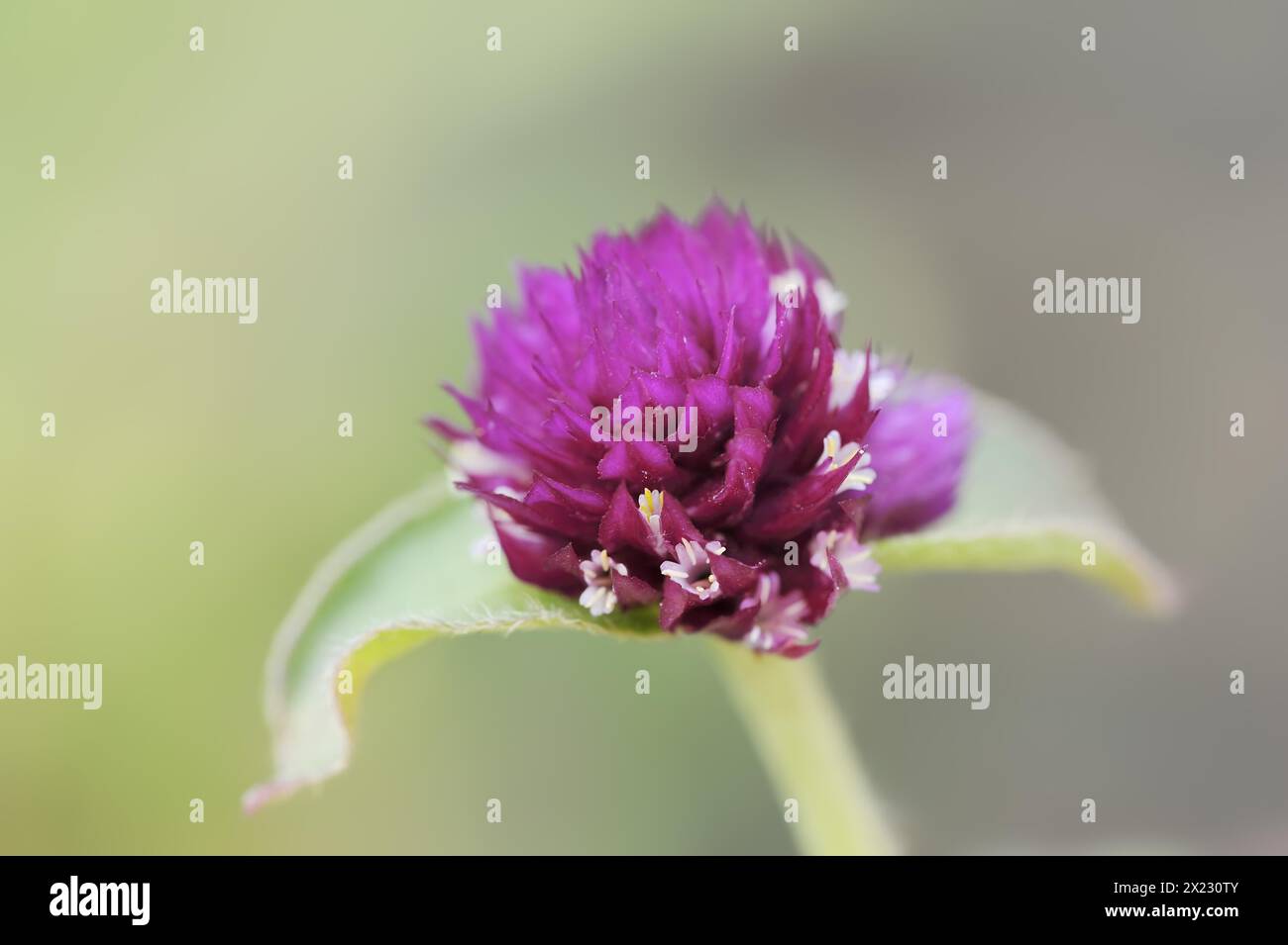 Amaranto globo (Gomphrena globosa), fiori, piante medicinali, piante ornamentali, Renania settentrionale-Vestfalia, Germania Foto Stock