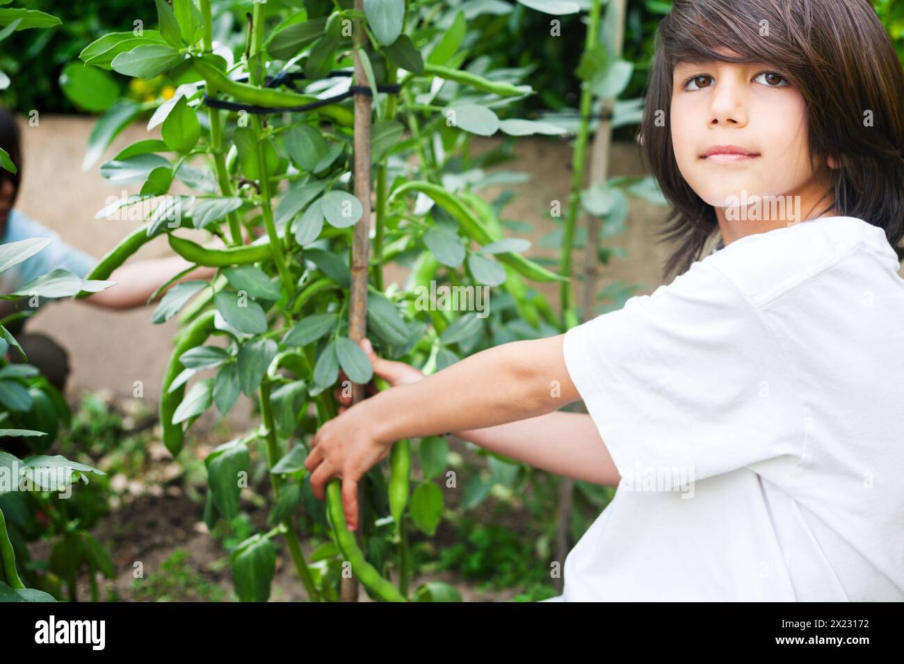 Ragazzo che raccoglie fave che ha piantato in giardino. Guarda la telecamera. Foto Stock