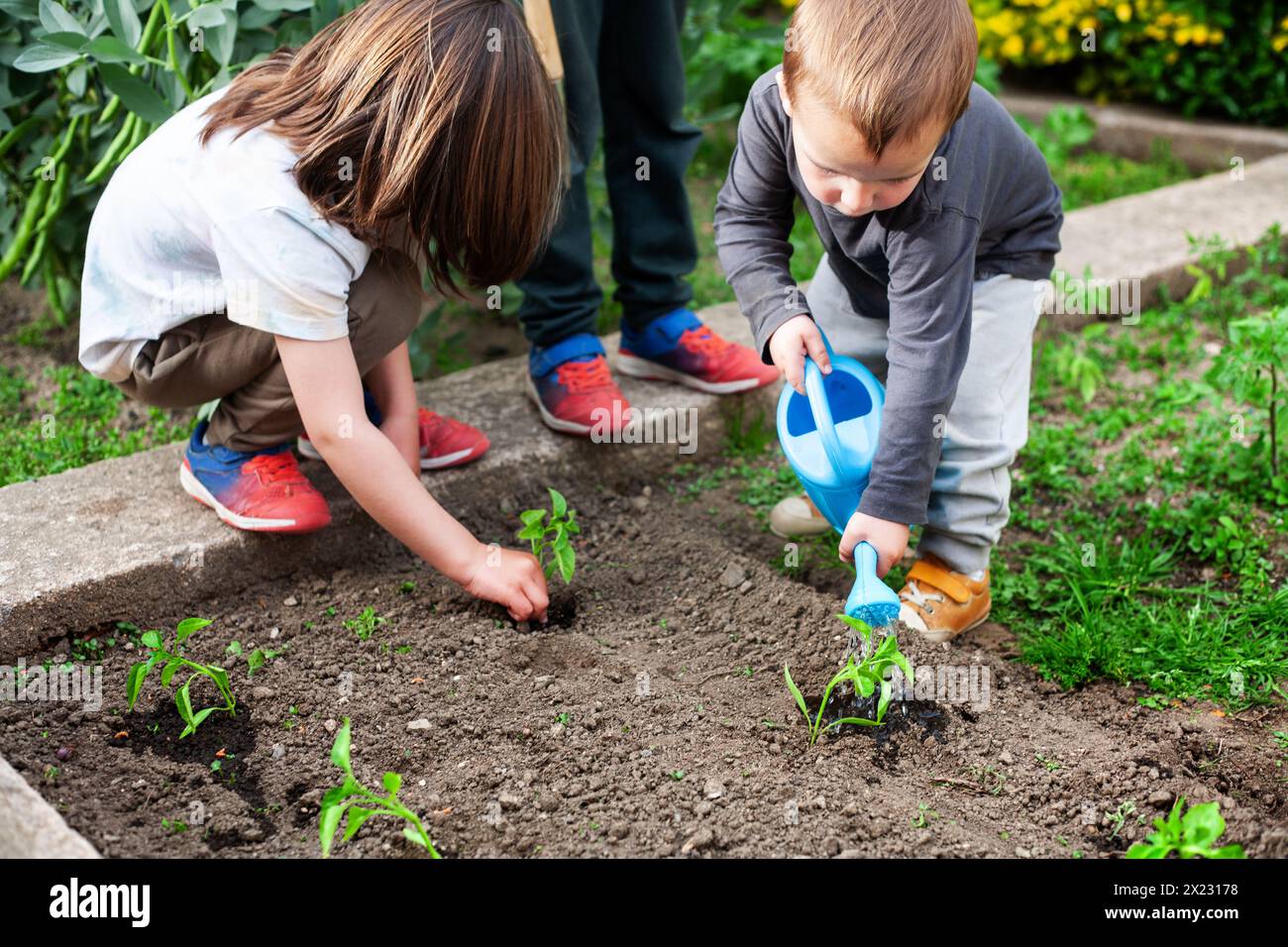 Bambini che piantano e innaffiano germogli di piante di peperone in un piccolo orto. Foto Stock
