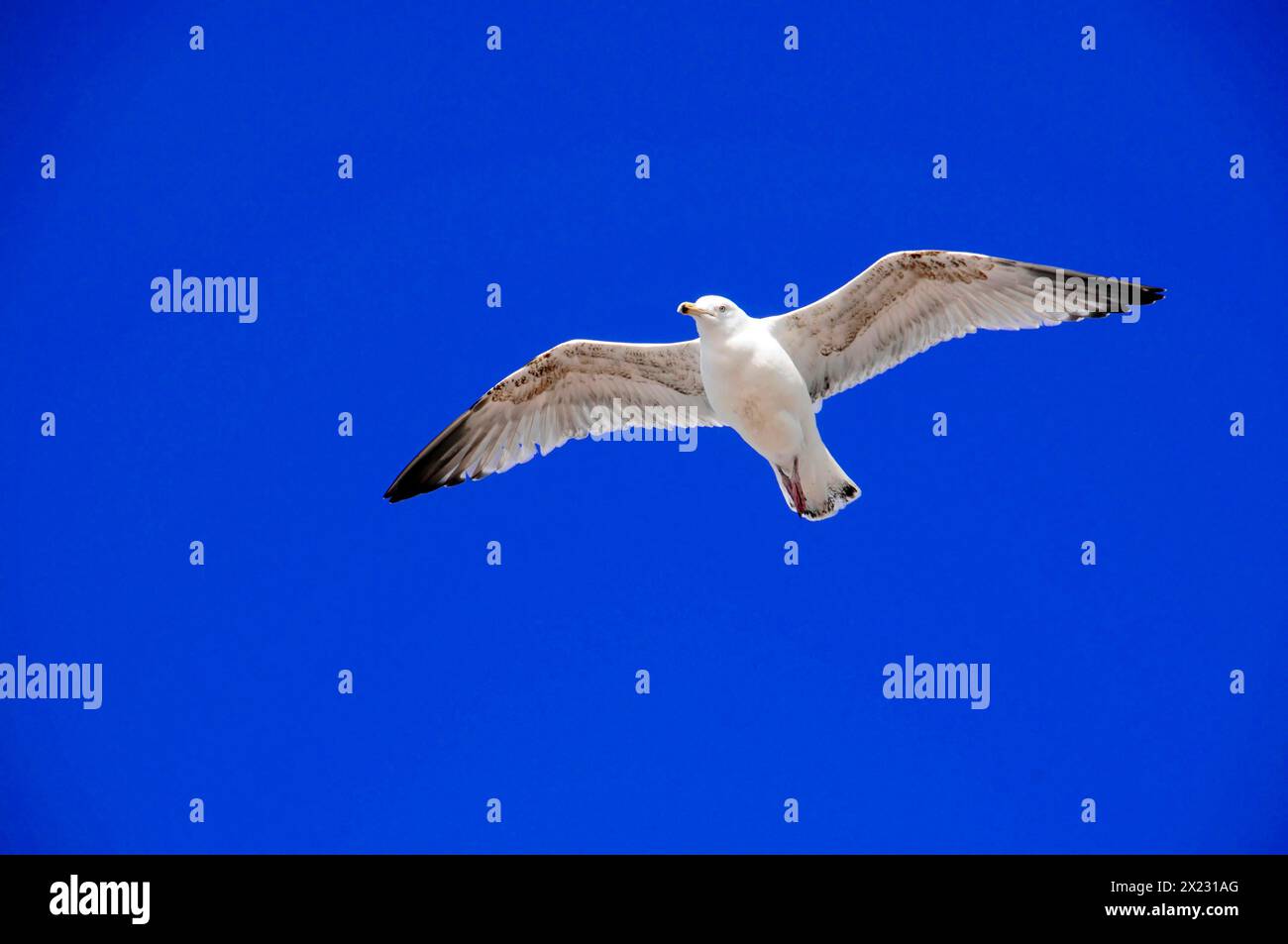 Gabbiano europeo di aringa (Larus argentatus), gabbiano che vola con ali aperte davanti a un cielo blu monocromatico, Sylt, isola della Frisia settentrionale Foto Stock