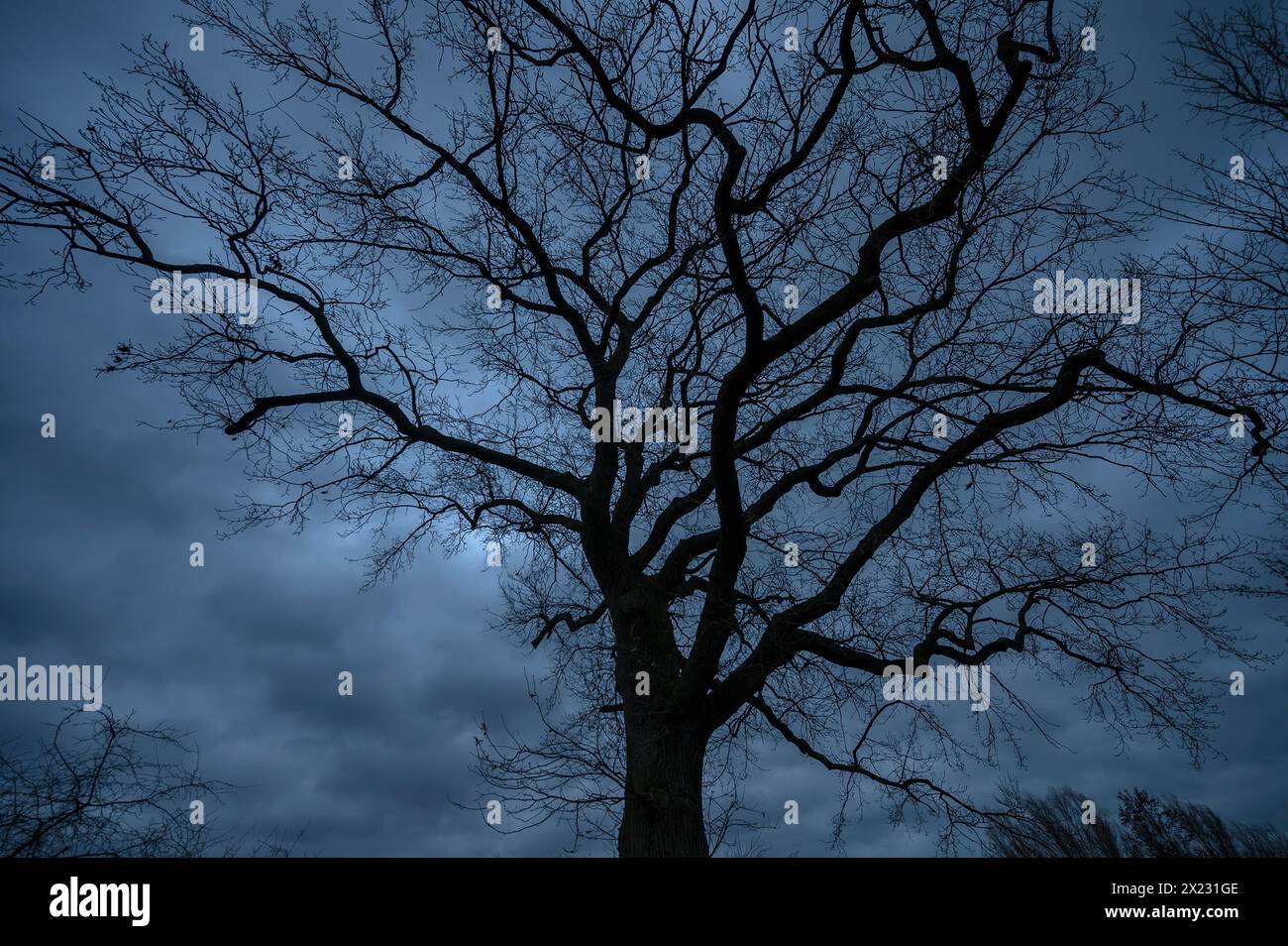 Spettacolare quercia spettrale (Quercus) che si staglia contro il cielo piovoso, Meclemburgo-Vorpommern, Germania Foto Stock