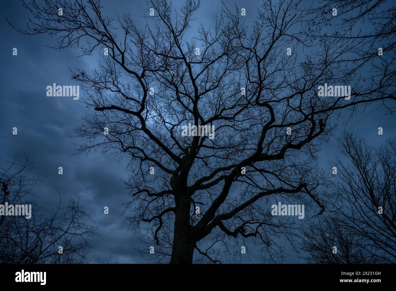Spettacolare quercia spettrale (Quercus) che si staglia contro il cielo piovoso, Meclemburgo-Vorpommern, Germania Foto Stock