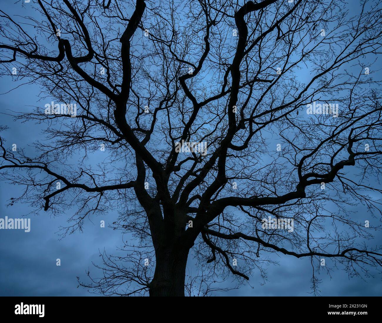 Spettacolare quercia spettrale (Quercus) che si staglia contro il cielo piovoso, Meclemburgo-Vorpommern, Germania Foto Stock