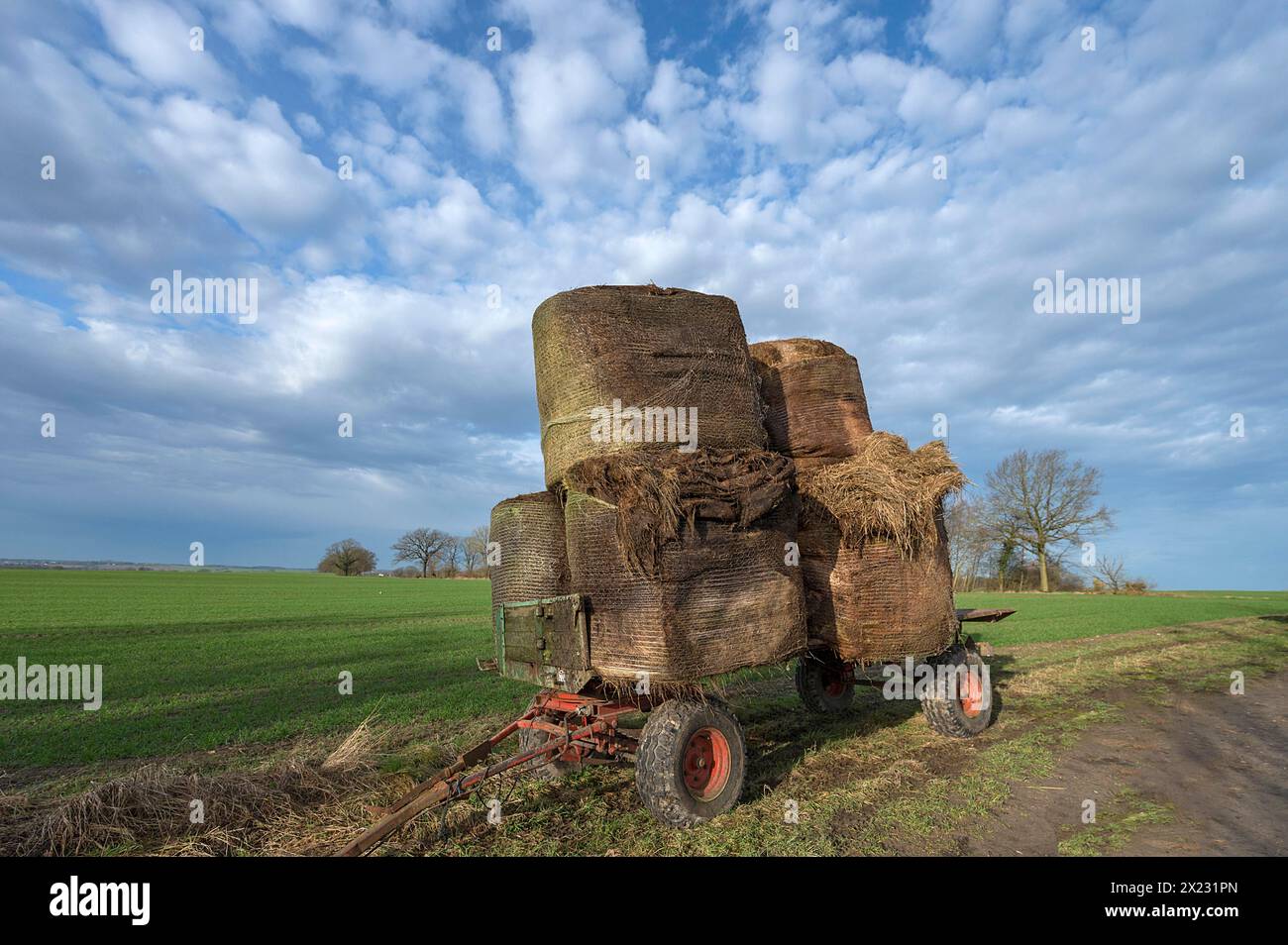 Carro caricabile con vecchie balle di fieno ai margini di un campo, Meclemburgo-Pomerania Occidentale, Germania Foto Stock