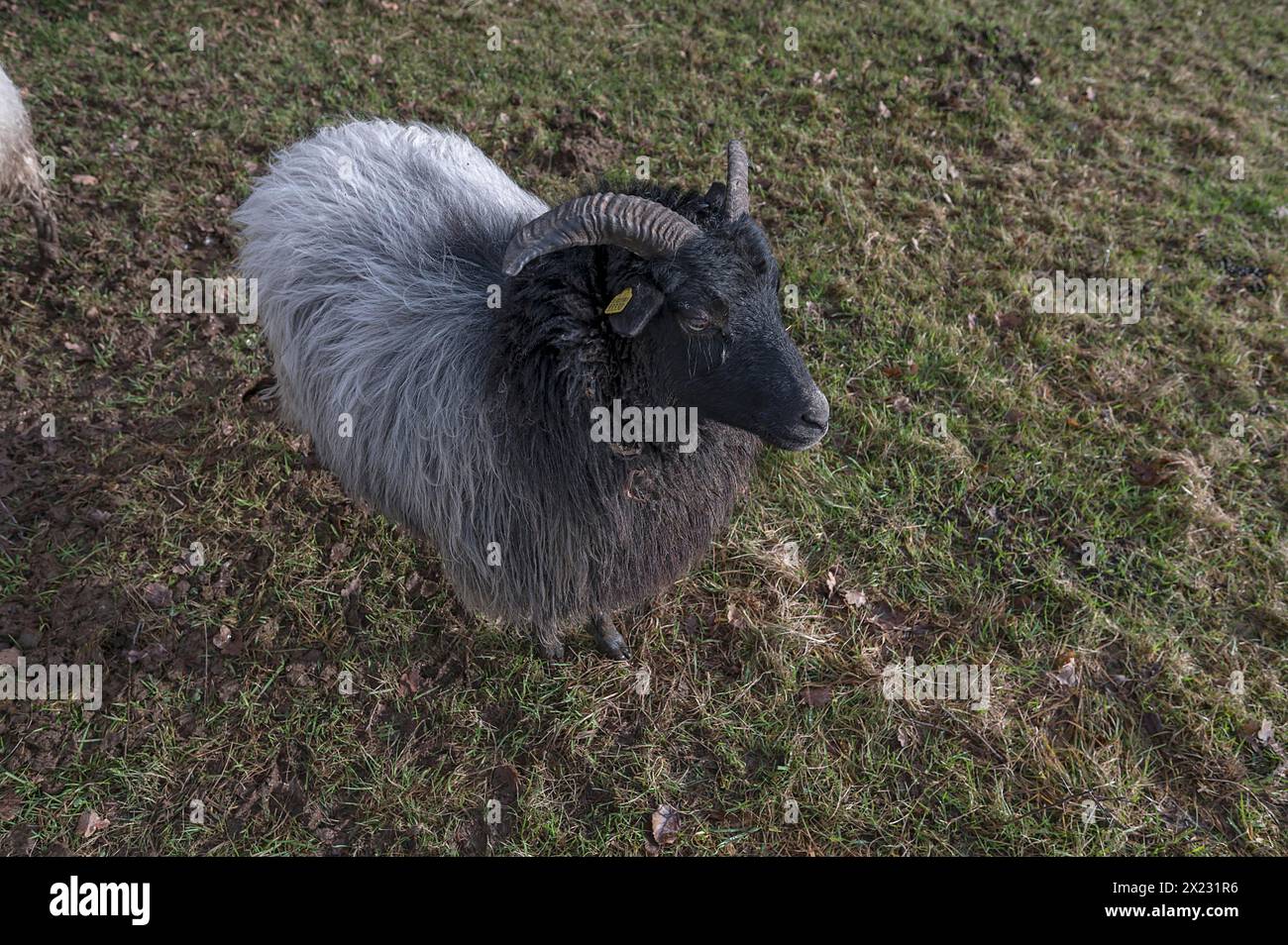 Mooeschnucke con corna (Ovis aries) sul pascolo, Meckenburg-Vorpommern, Germania Foto Stock