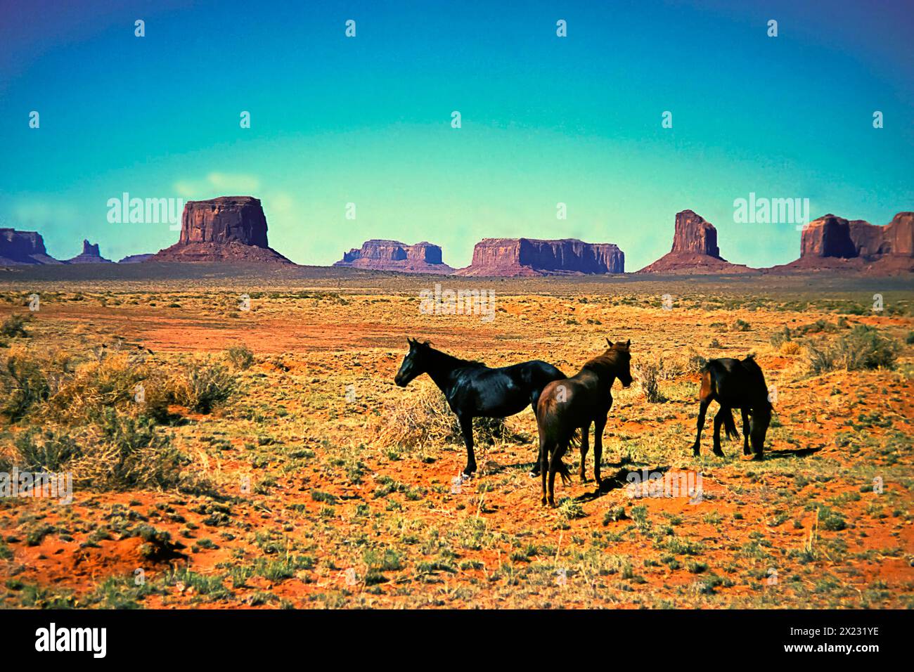 Cavalli selvatici nella Monument Valley, Navajo Land, Colorado Plateau, sotto amministrazione Navajo, Utah, STATI UNITI Foto Stock