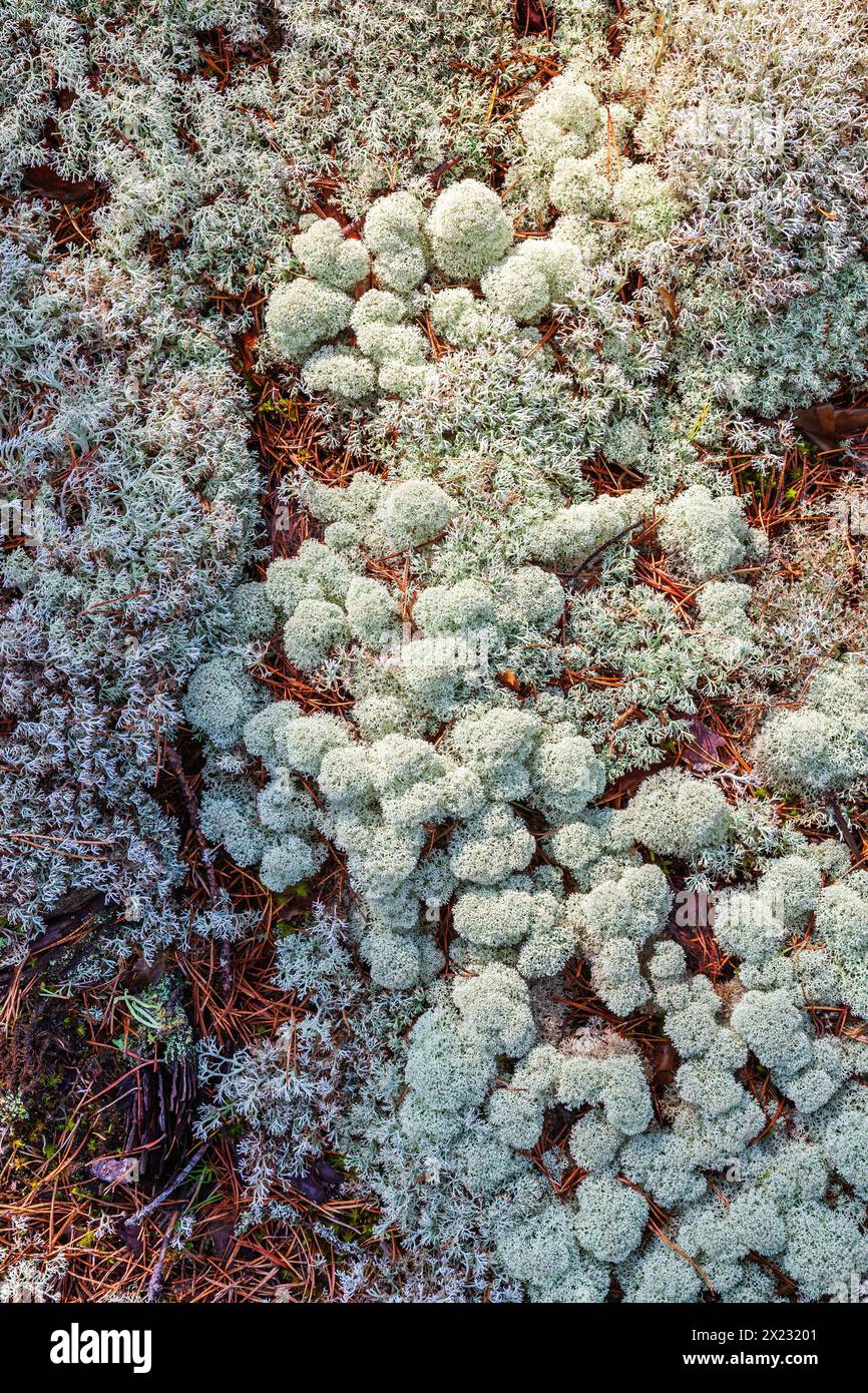 Lichene a tazza con punta a stella (Cladonia stellaris) che cresce sul fondo della foresta dall'alto Foto Stock