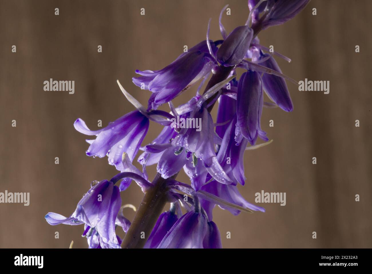 Ha origine in Spagna, Portogallo e Nord Africa e rappresenta una minaccia significativa per il nativo Bluebell inglese, in quanto è sia fuori competizione che ibrido Foto Stock