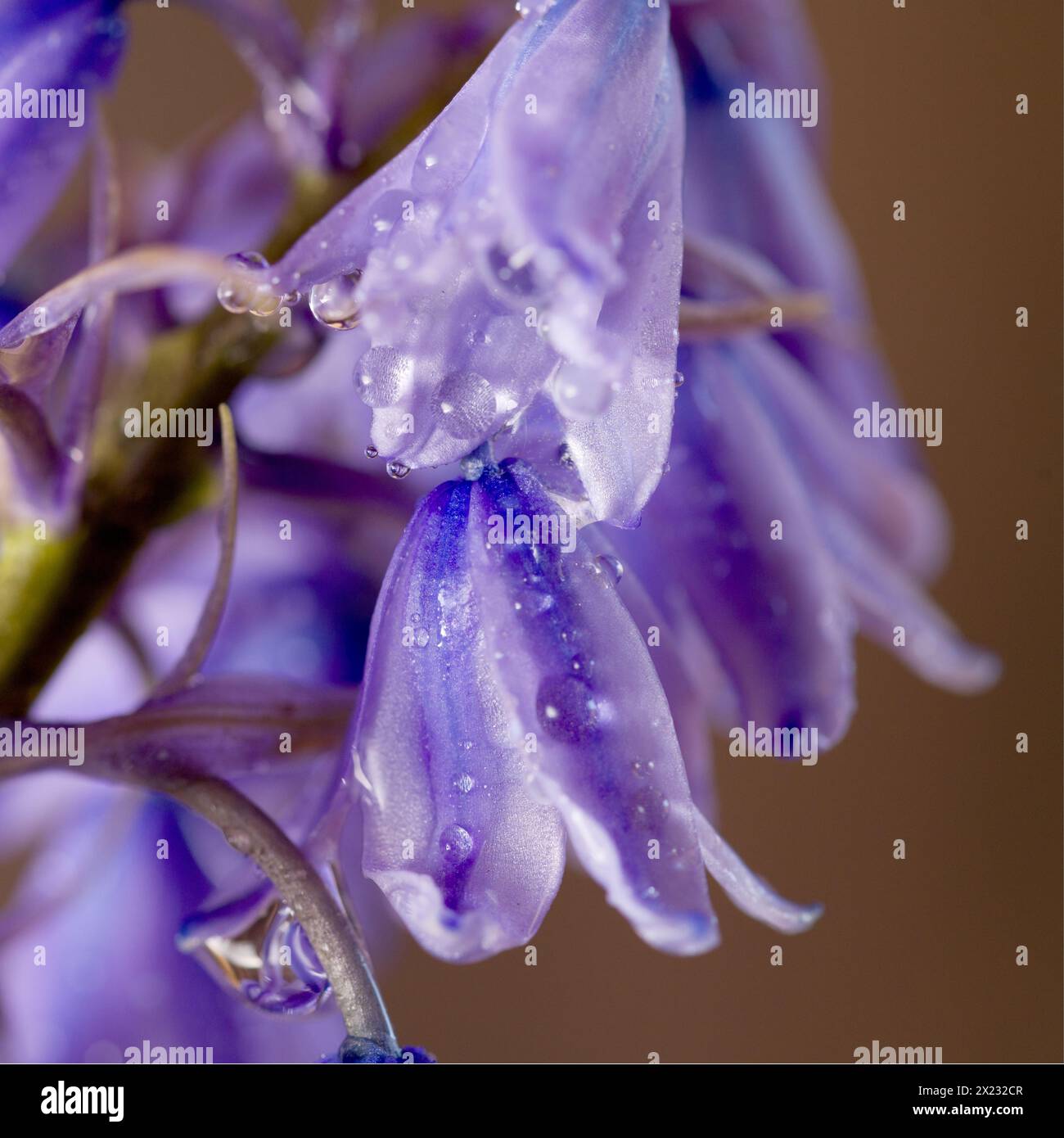 Ha origine in Spagna, Portogallo e Nord Africa e rappresenta una minaccia significativa per il nativo Bluebell inglese, in quanto è sia fuori competizione che ibrido Foto Stock