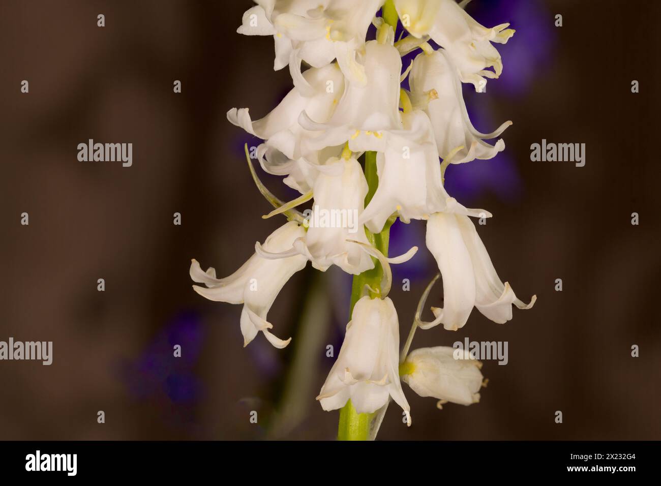 Ha origine in Spagna, Portogallo e Nord Africa. II rappresenta una minaccia significativa per il nativo inglese Bluebell. Foto Stock