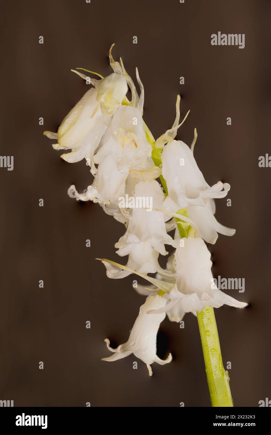Ha origine in Spagna, Portogallo e Nord Africa. II rappresenta una minaccia significativa per il nativo inglese Bluebell. Foto Stock