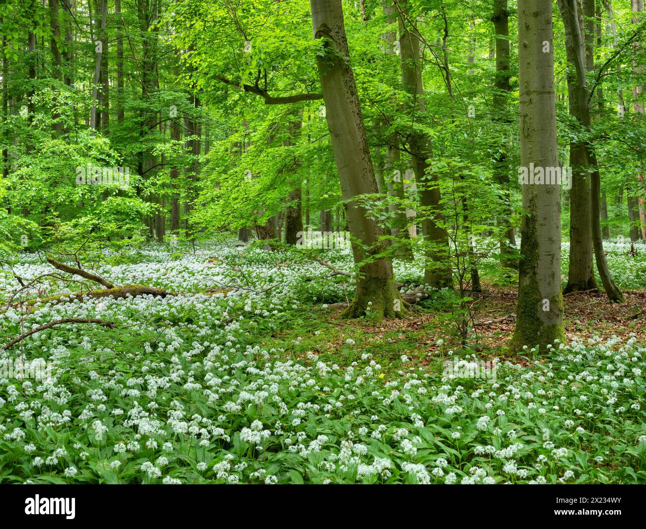 Ramson (Allium ursinum) nella foresta di faggi, Parco Nazionale di Hainich, Bad Langensalza, Turingia, Germania Foto Stock