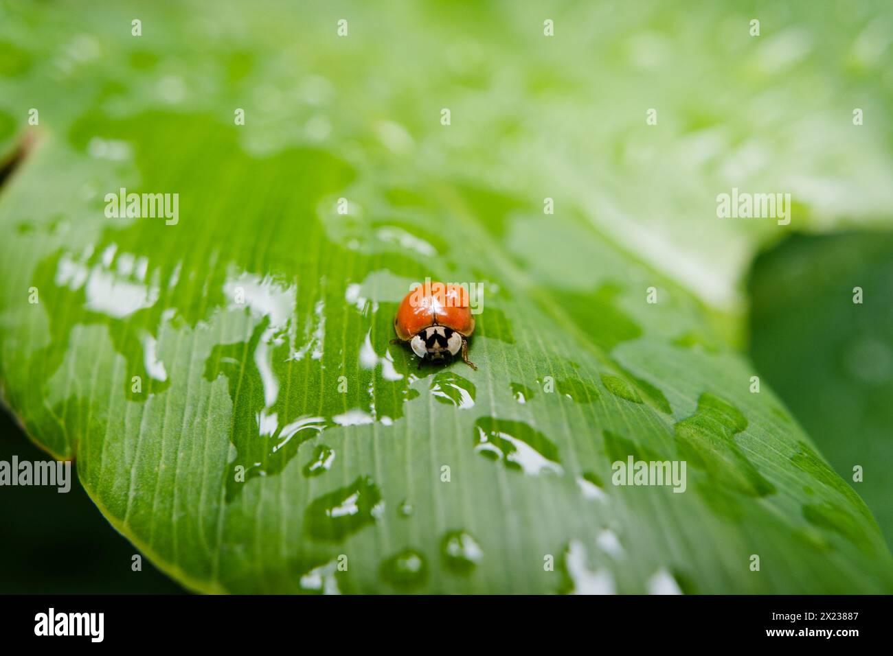 Piccoli Coccinellidae rossi su una grande foglia di filodendron Foto Stock