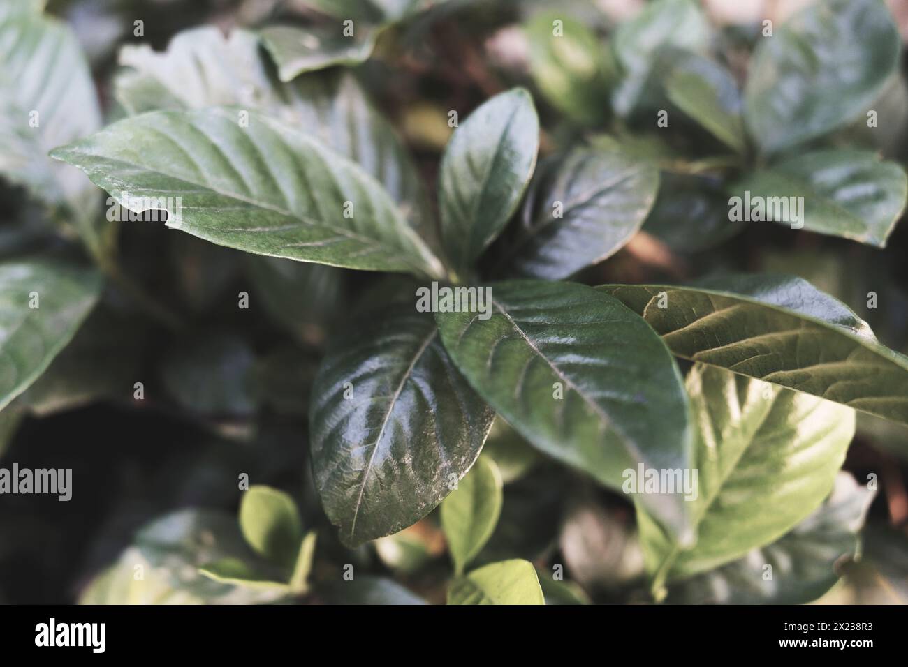 piccole foglie della pianta di gardenia jasminoides Foto Stock