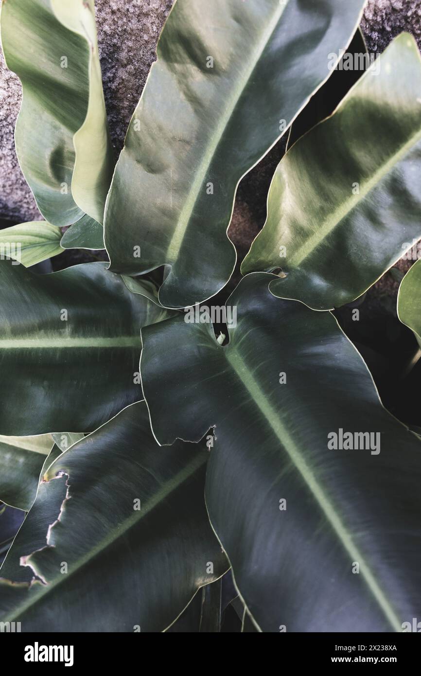 grandi foglie verdi della specie philodendron erubescens Foto Stock