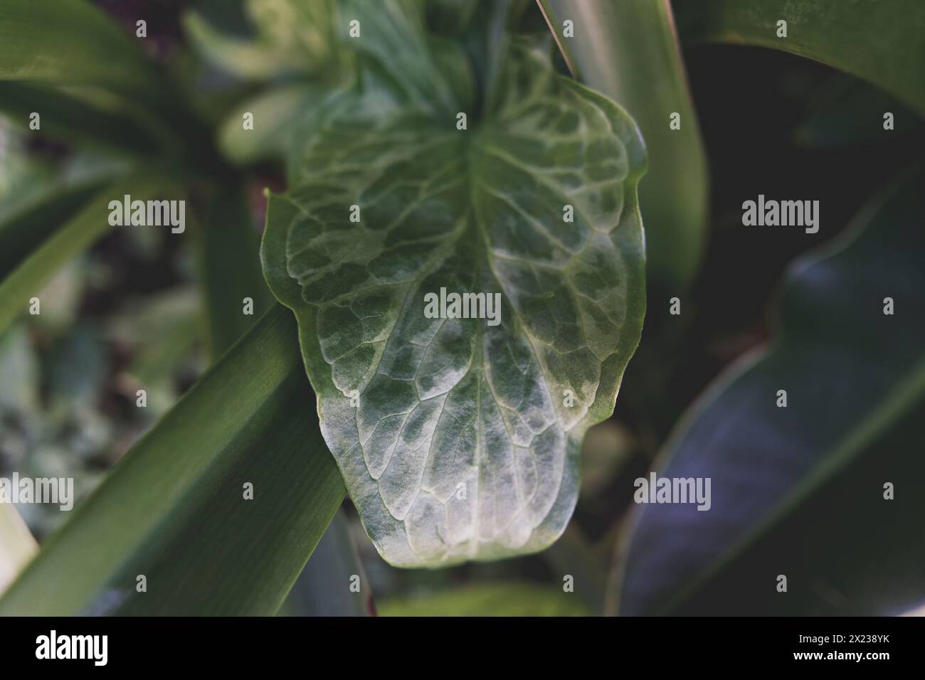 foglie della pianta arum italicum per inquadratura, pittura decorativa Foto Stock