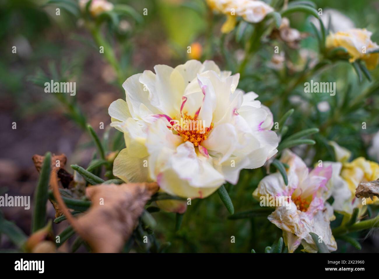 fiore con petali bianchi della specie portulaca grandiflora Foto Stock