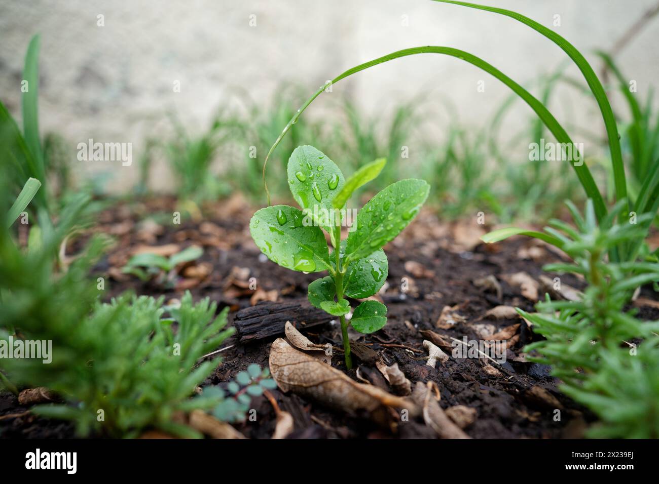 la pioggia cade sulle piante a foglia verde Foto Stock