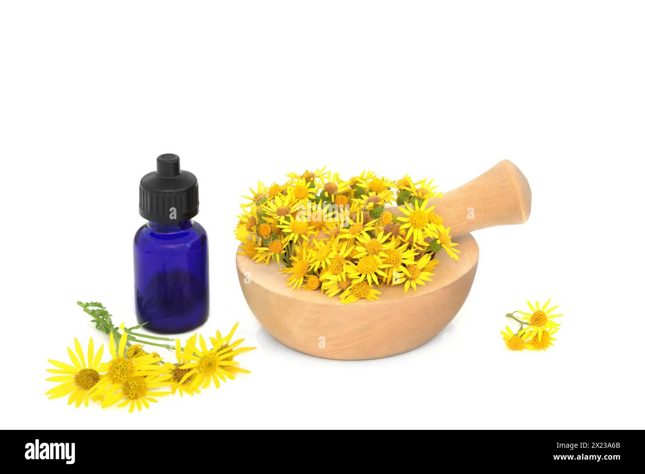 Ragwort fiori in un mortaio su bianco con bottiglia di olio essenziale. Usato nella medicina naturale a base di erbe per trattare coliche, reumatismi, periodi dolorosi, menopausa Foto Stock