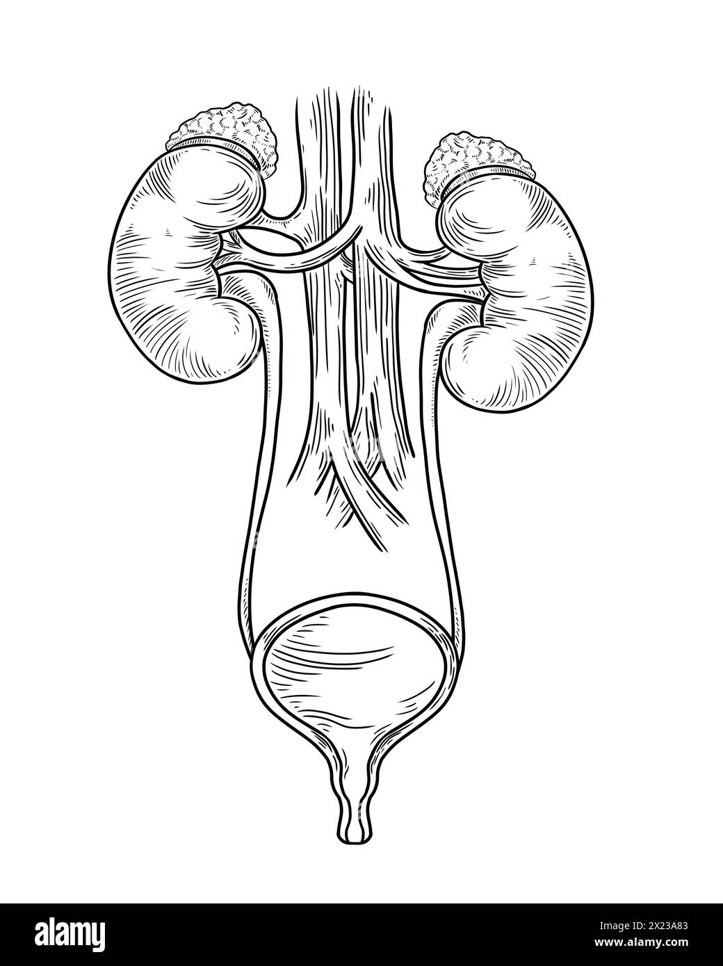 Sistema urinario umano su sfondo bianco, illustrazione vettoriale Foto Stock