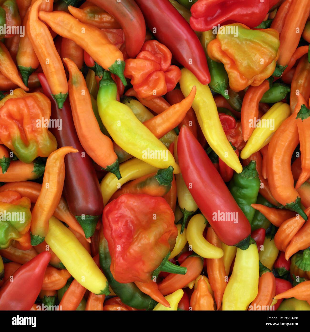 Peperoncino verdure sano e piccante, cibo fresco di sottofondo. Il giardinaggio locale produce un'abbondante colorata composizione naturale del raccolto biologico. Foto Stock