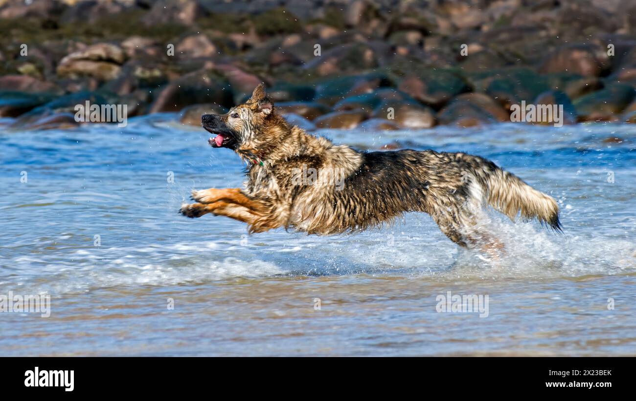 Cane da pastore tedesco (alsaziano) che corre attraverso il mare a Gruinard Bay, vicino a Laide, Wester Ross in Scozia in una giornata di sole Foto Stock