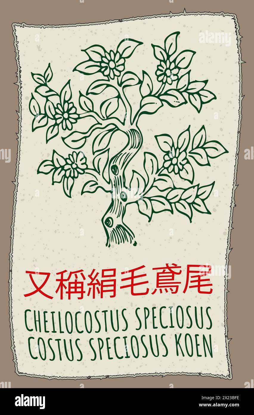 Disegno vettoriale CHEILOCOSTUS SPECIOSUS in cinese. Illustrazione disegnata a mano. Il nome latino è COSTUS SPECIOSUS KOEN Illustrazione Vettoriale