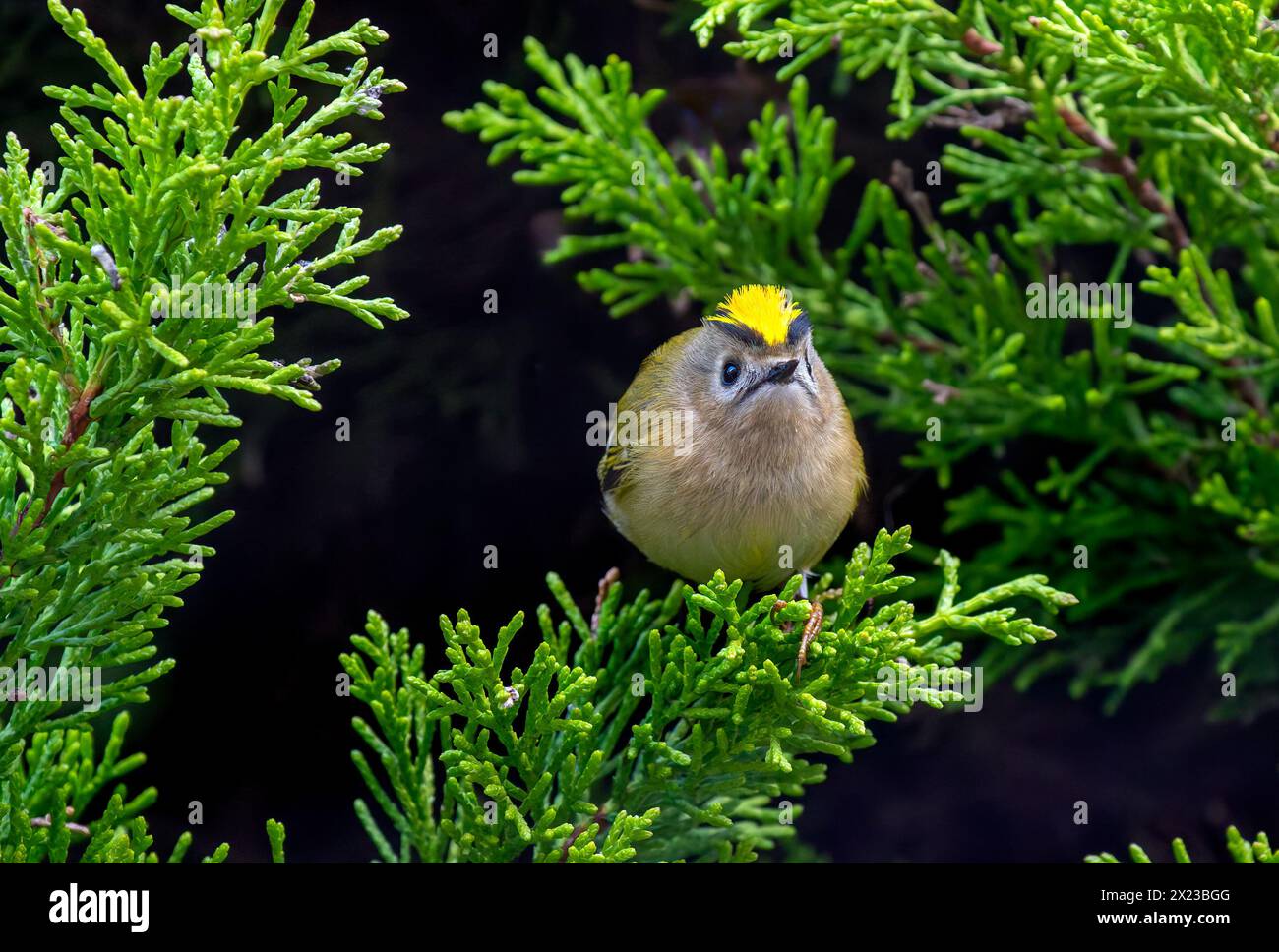 Goldcrest, o Golden Crown Kinglet in Conifer Tree Foto Stock