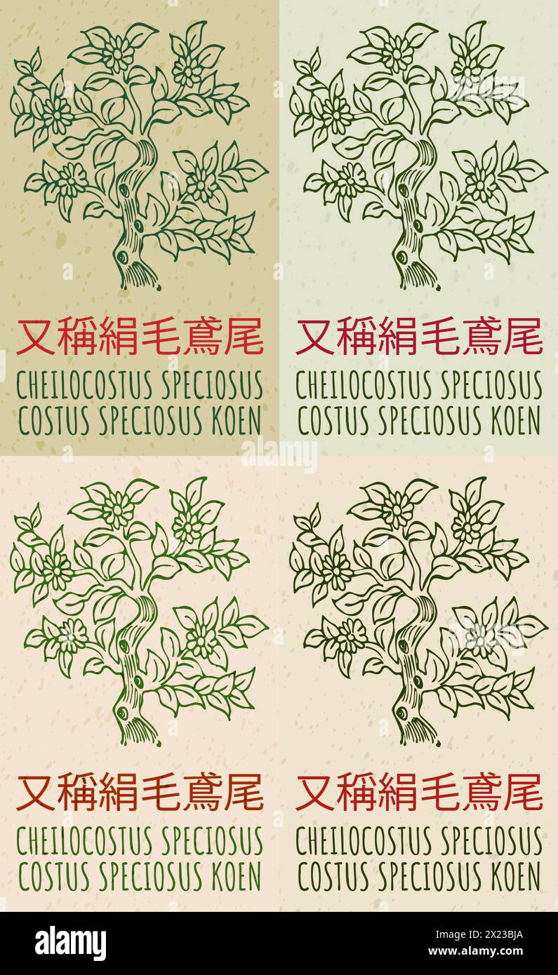 Set di disegni vettoriali CHEILOCOSTUS SPECIOSUS in cinese in vari colori. Il nome latino è COSTUS SPECIOSUS KOEN. Illustrazione Vettoriale
