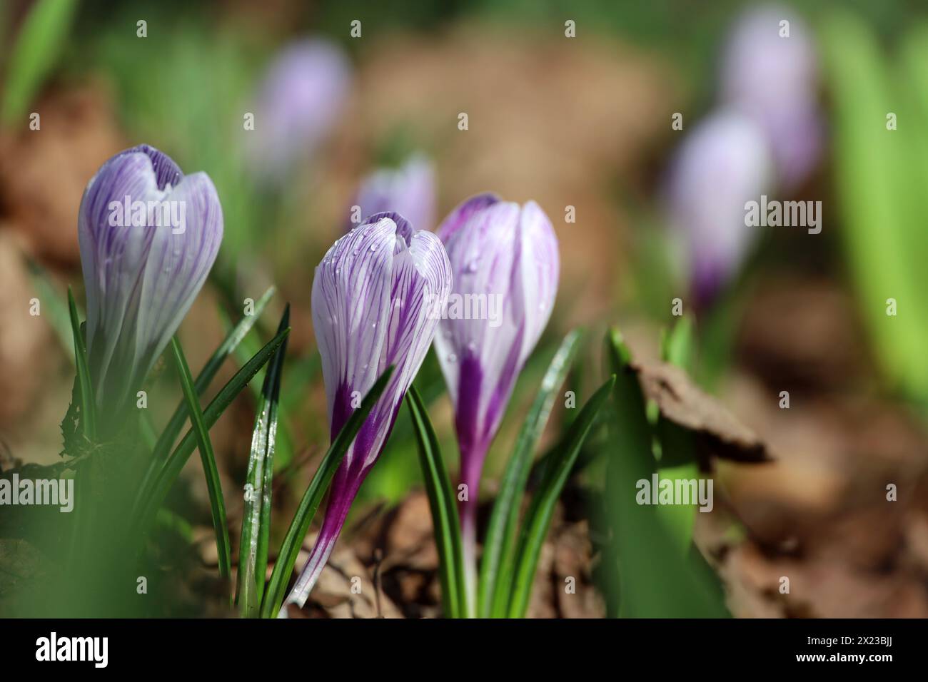 Fiori di croco fioriscono nel giardino primaverile, zafferano viola Foto Stock