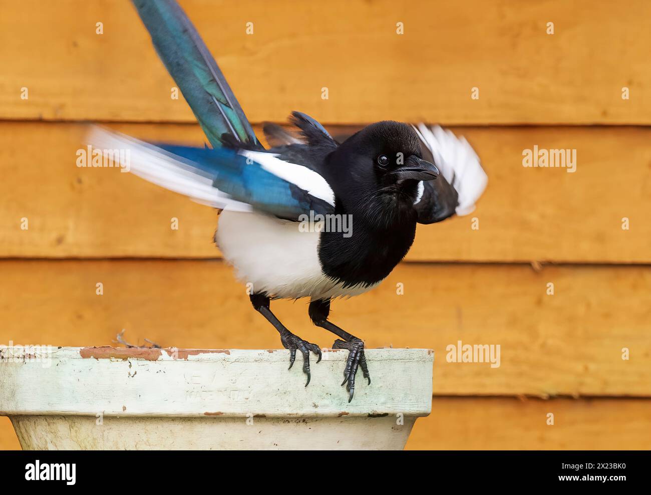 Alimentazione Magpie in giardino Foto Stock