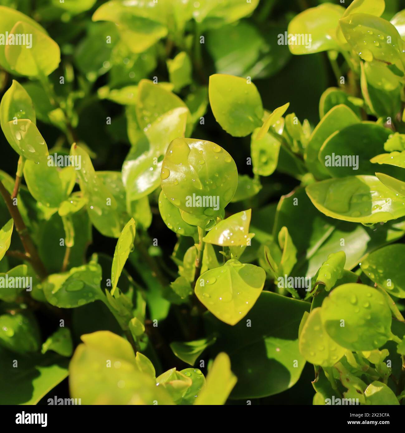foglie verdi vivaci con gocce di pioggia, all'interno di una cornice quadrata. Foto Stock