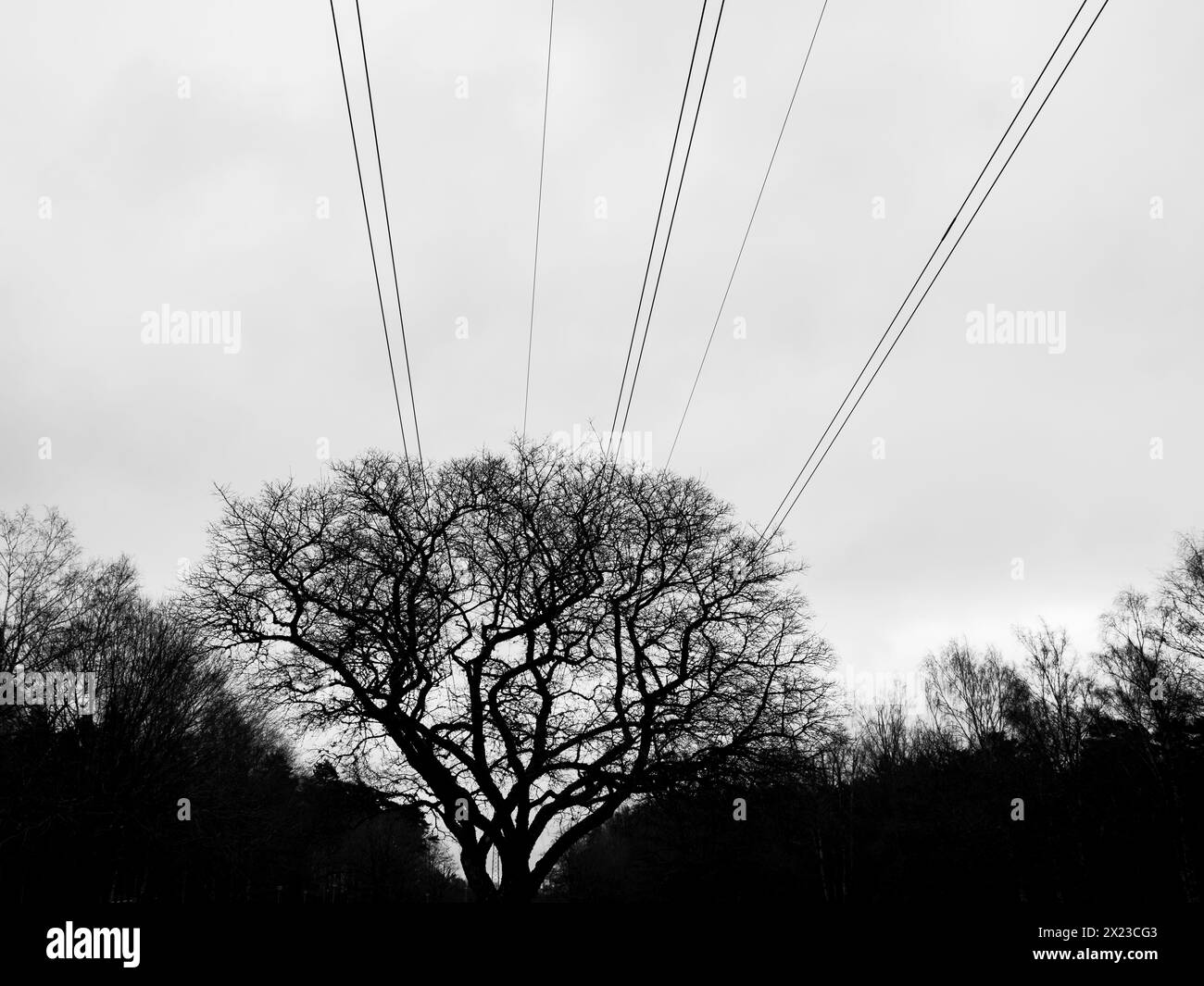 Una scena in bianco e nero con un albero alto su uno sfondo di linee elettriche aggrovigliate, che crea un netto contrasto tra la natura e la u Foto Stock