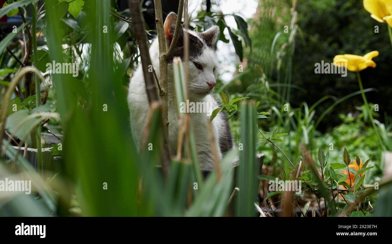 Un gatto bianco e nero in un giardino naturale, meditando. Foto Stock