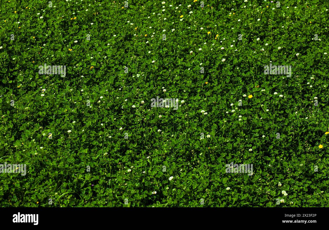 Un campo di erba verde e fiori e leoni di colore chiaro in fiore, un prato in primavera. Sfondo. Trama. Orizzontale. Foto Stock