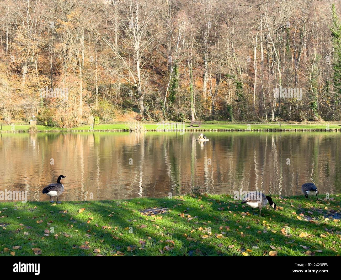 Parco divertimenti verde Bois des Reves con lago a Ottignie Louvain la Neuve, provincia del Brabante Vallone, Belgio Foto Stock