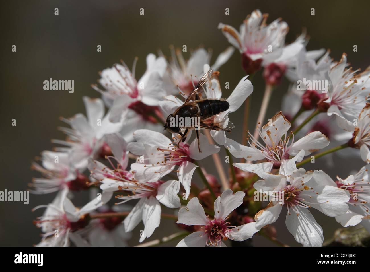 Primavera Regno Unito, Bee on Cherry Blossom Foto Stock