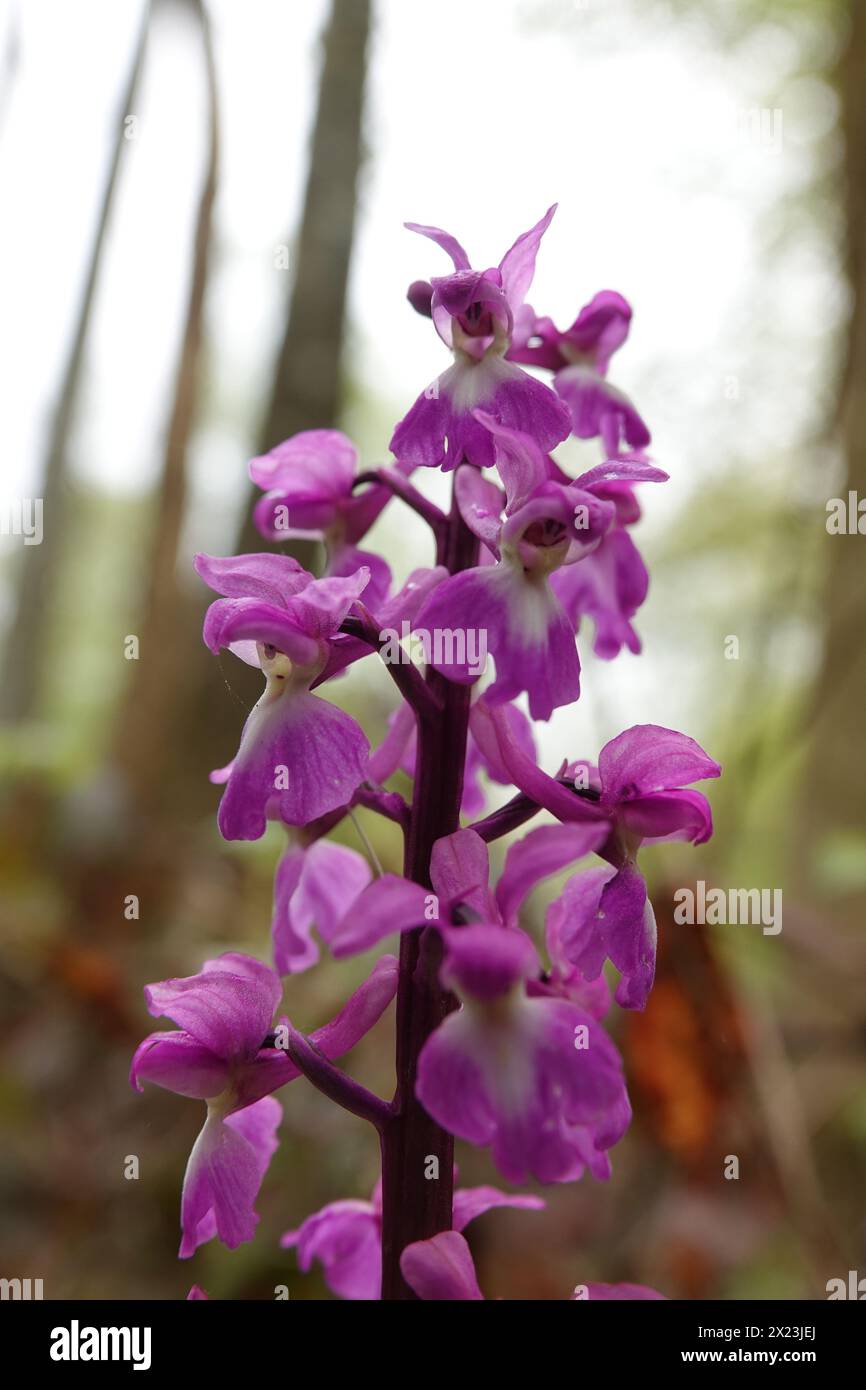 Spring UK, Early Purple Orchid Flowers Foto Stock